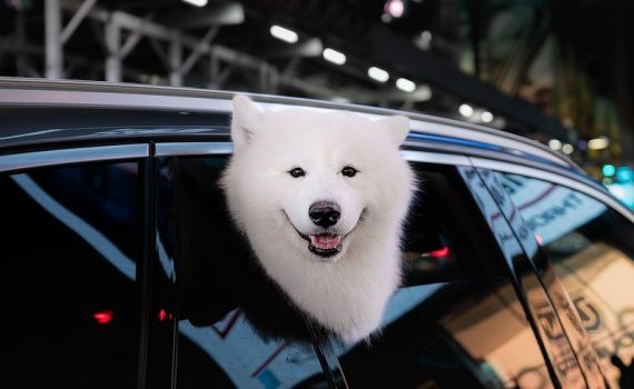 Šta je autorski ugovor?