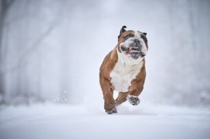 Anglosaksonske klauzule u ugovorima sa merodavnim pravom koje pripada kontinentalnom sistemu: Kratak komentar